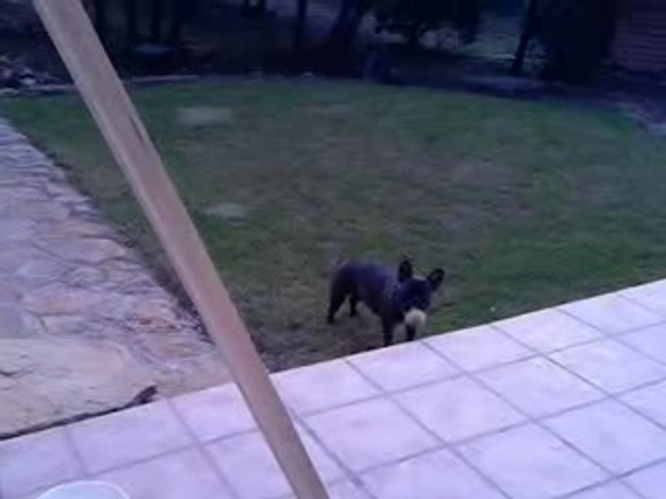 bambou 2