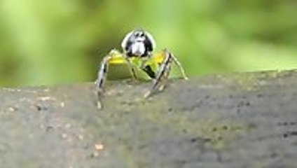 Green Jumping Spider Looks Completely Surprised