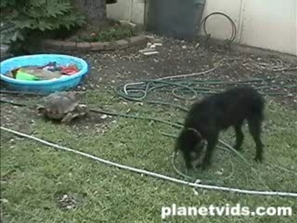 Chien-vs-tortue