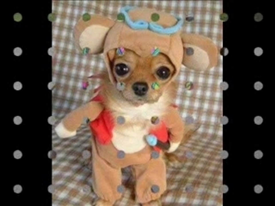 Very Funny!  Why Dogs Bite People