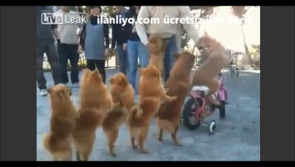 Köpekler Trencilik Oynuyor