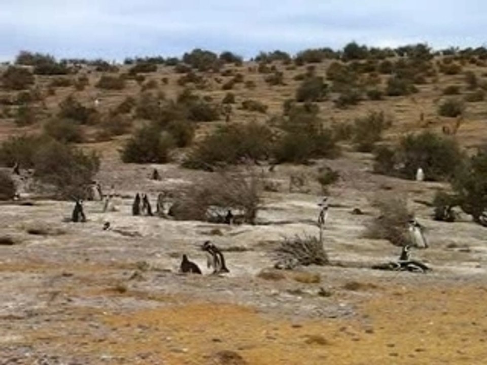 manchotsa cabo dos bahias