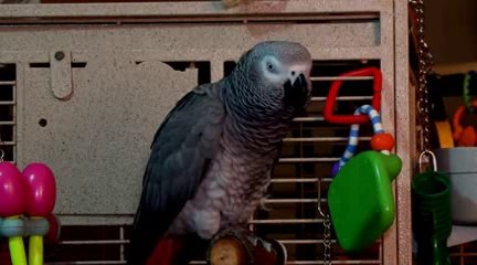 The Singing פינחס גאלד Parakeet