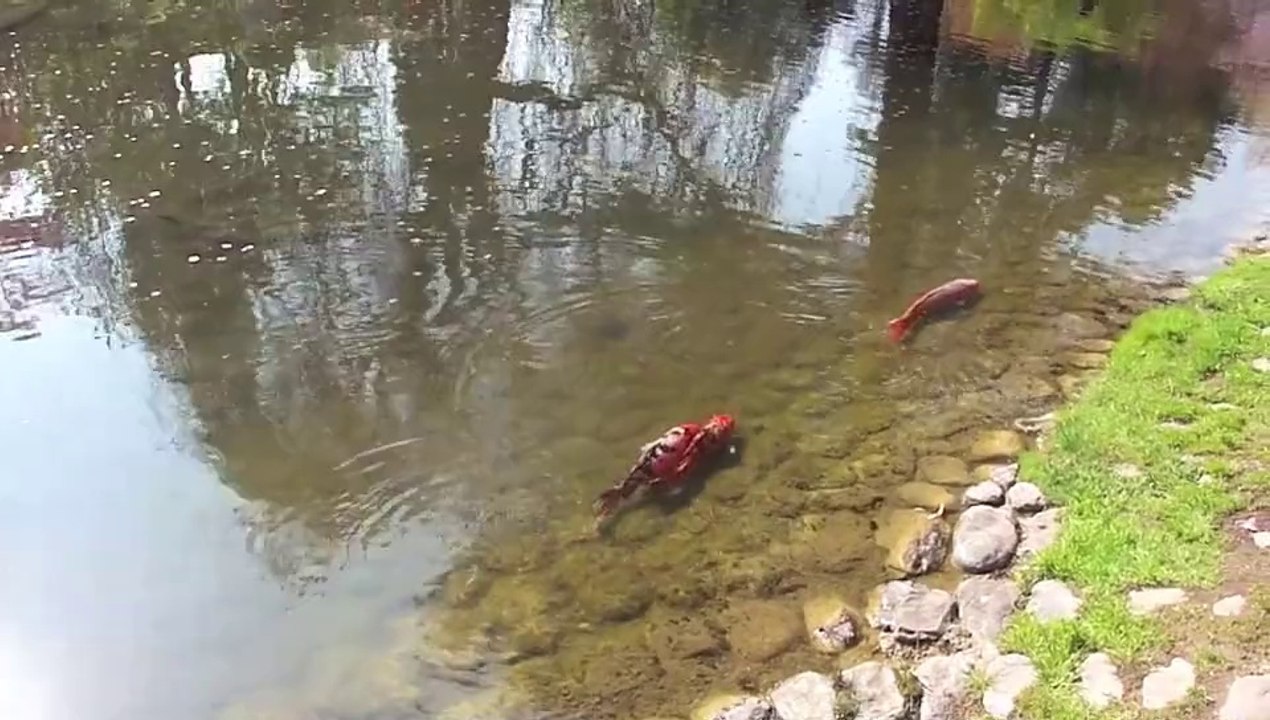 Koi 2014