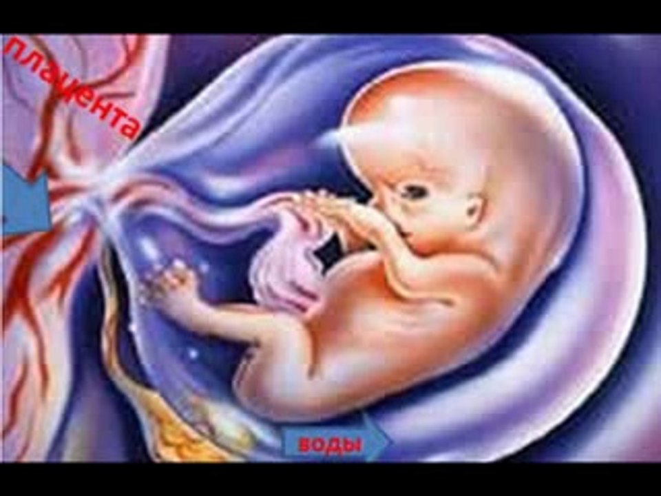 Что происходит на 15 неделе беременности?