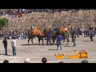 Rumeli TV Deve Güreşleri Dikili Bölüm 1