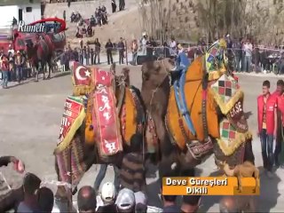 Rumeli TV Deve Güreşleri Dikili Bölüm 2