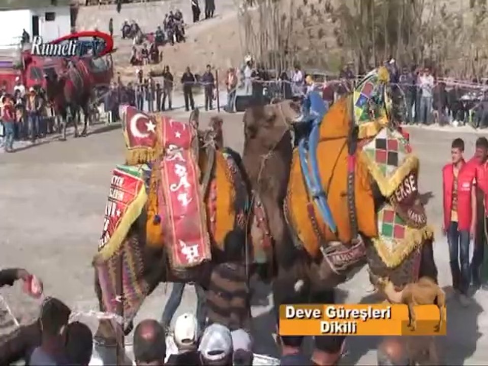 Rumeli TV Deve Güreşleri Dikili Bölüm 2