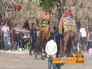 Rumeli TV Deve Güreşleri Dikili Bölüm 3
