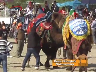 Rumeli TV Deve Güreşleri Gölmarmara Bölüm 2