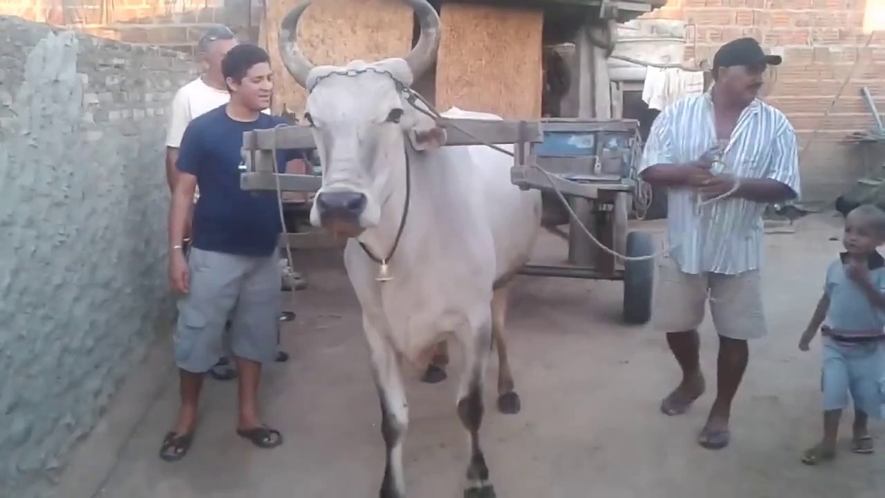 Öküzün Yaptığına İnanamayacaksınız!