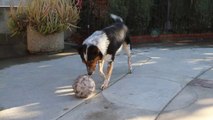 Amazing trained dog... Incredible dog tricks with a ball!