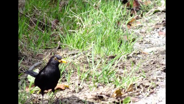 eynesil,ören beldesi,eynesilhaber