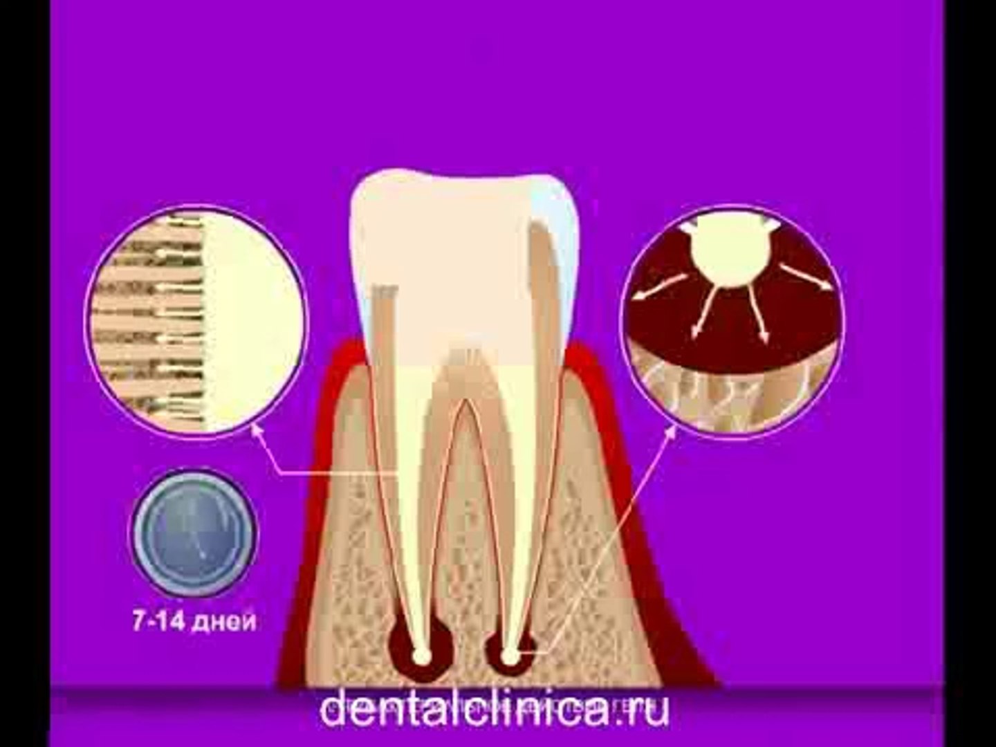 European Clinic of Aesthetic Dentistry Стоматология лечение зубов имплантация европейское качество н