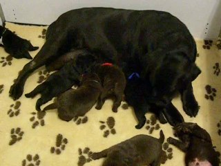 Chiots labrador 2 semaines vidéo 3