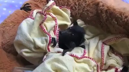 Ma guardate che teneri