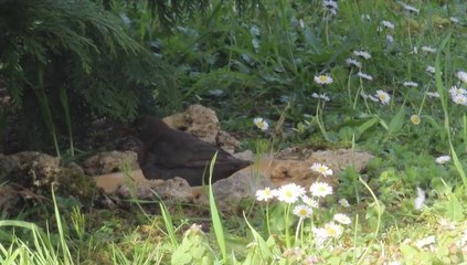 Les oiseaux prennent leur bain