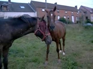 garf et tipie en guerre