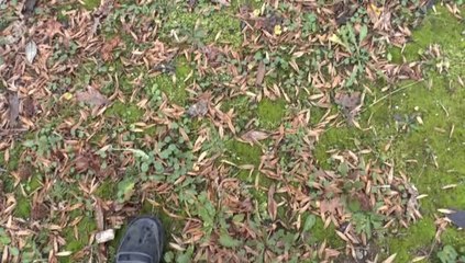 LES W-D.D. MICHOU NEWS - FLASHS INFOS DES 4 & 5 FEVRIER 2014 - Pyr. STADE NAUTIQUE - HERBES & MOUSSES ENVAHISSANTES.