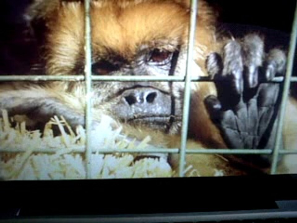 When Animals Cry