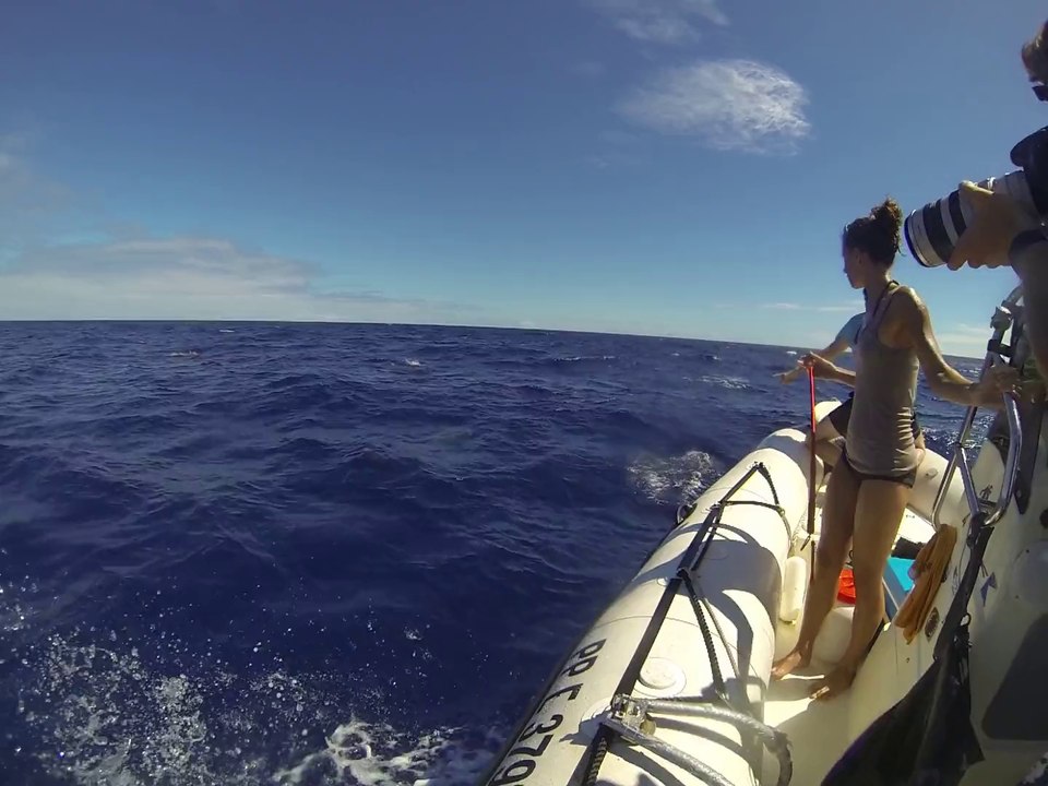 Dolphins Guadeloupe