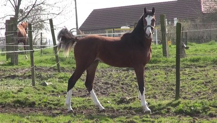 Lemon par L'arc de triomphe X Darco X Chin Chin