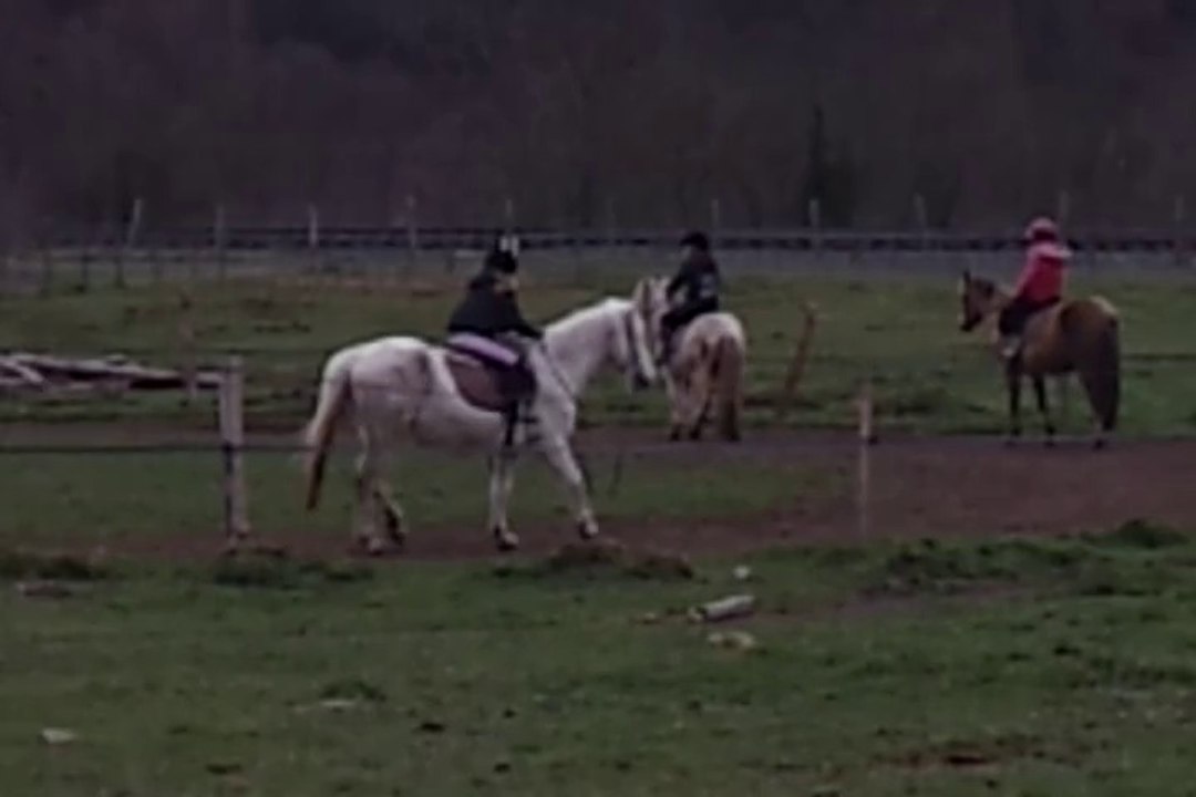Poney 010314 1/6