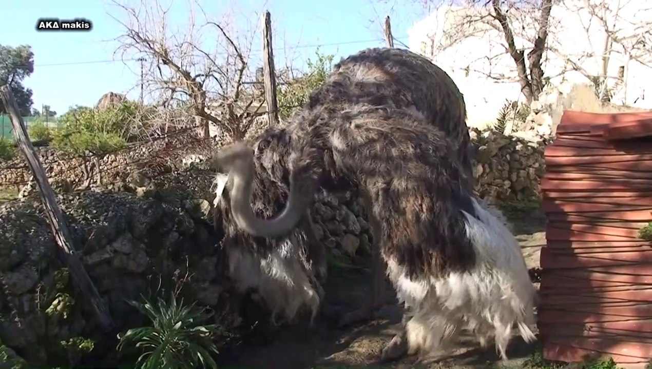 Στρουθοκάμηλος apezanes 922014 video