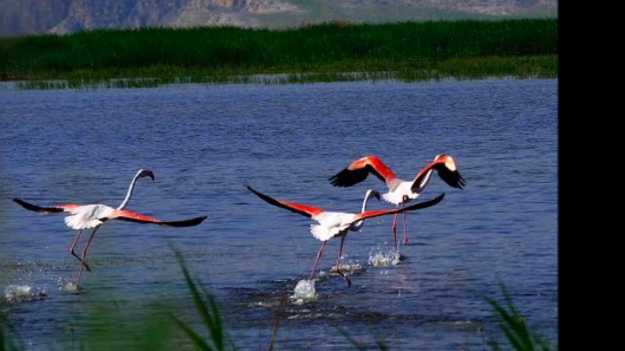 RUHİ SU_ALLI TURNAM BİZİM ELE VARIRSAN