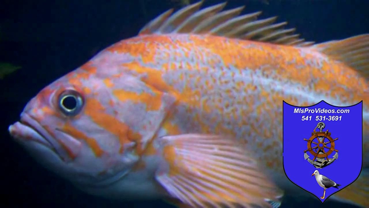 OREGON COAST RESORTS NEWPORT NOAA AQUARIUM