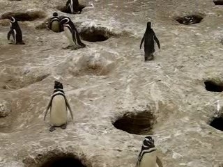 manchots de magellan punta tumbo