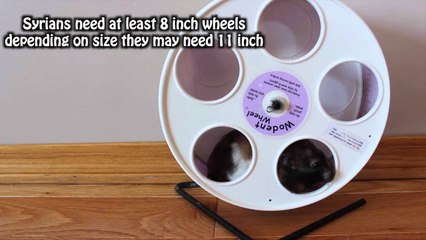 Syrians vs Dwarfs 🐹: Key Differences You Need to Know