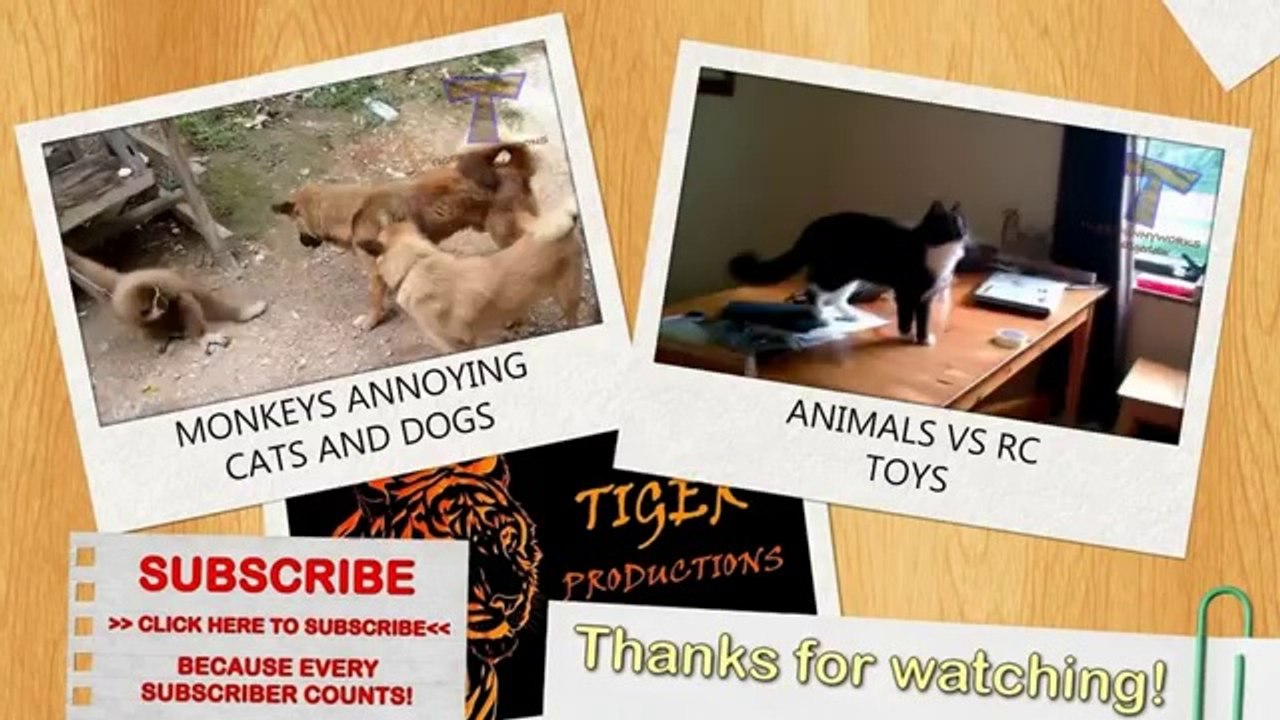 The naughty dog Best funny and cute dog videos compilation