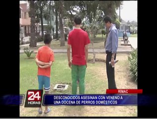 Rímac: desconocidos envenenaron a más de una decena de perros domésticos