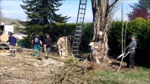 Abattage de peupliers italiens - Felling of  lombardy poplars