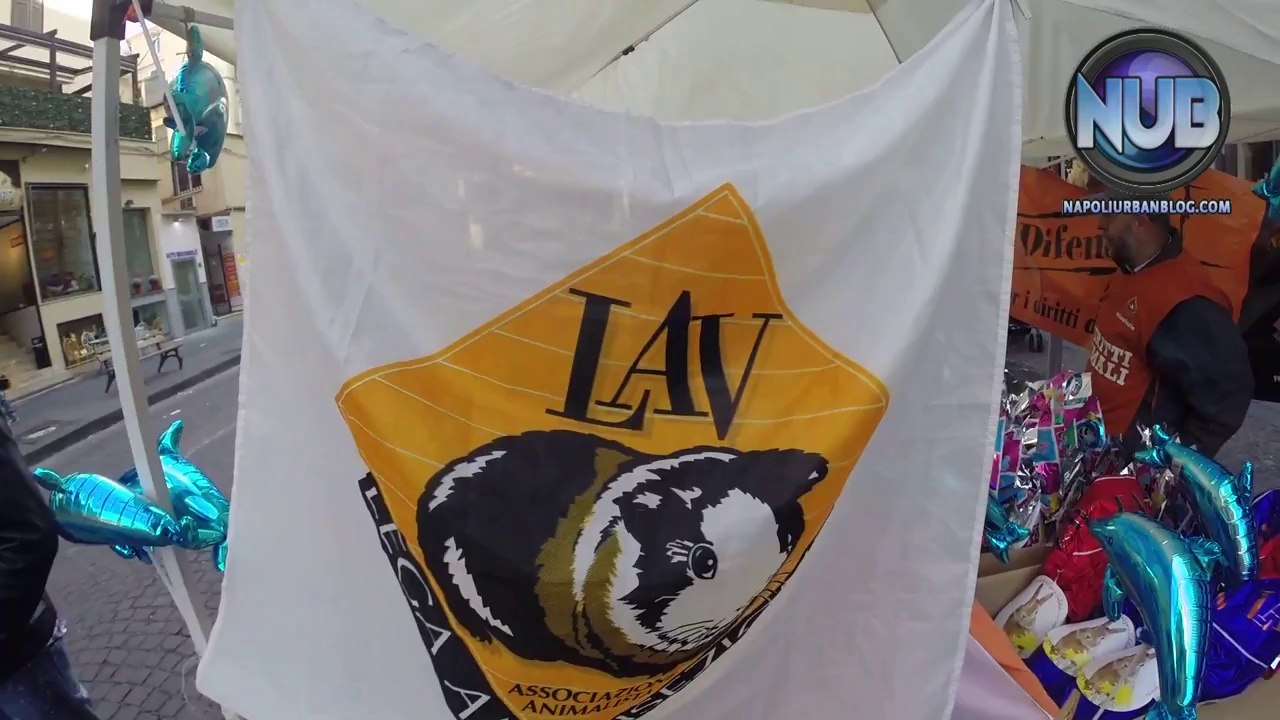 LAV, raccolta firme: "Libertà per i delfini"