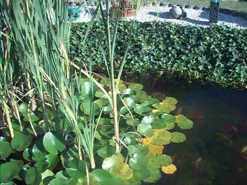 Bassin de jardin (carpe koi, poissons rouge, esturgeon, tortue de Floride)