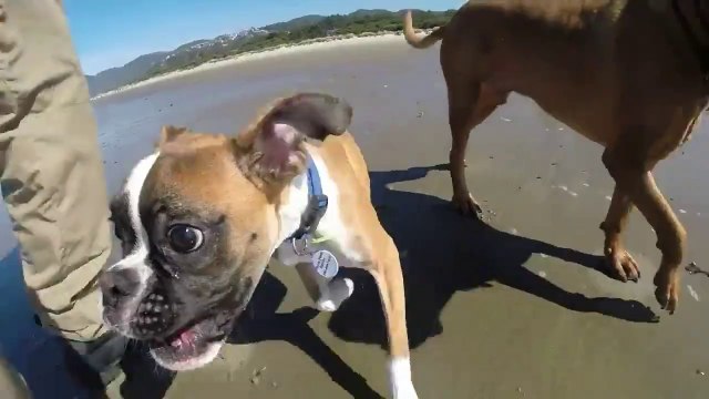 Un chien à 2 pattes qui joue comme un foufou! Adorable...