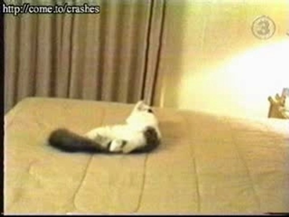 chat trouillard