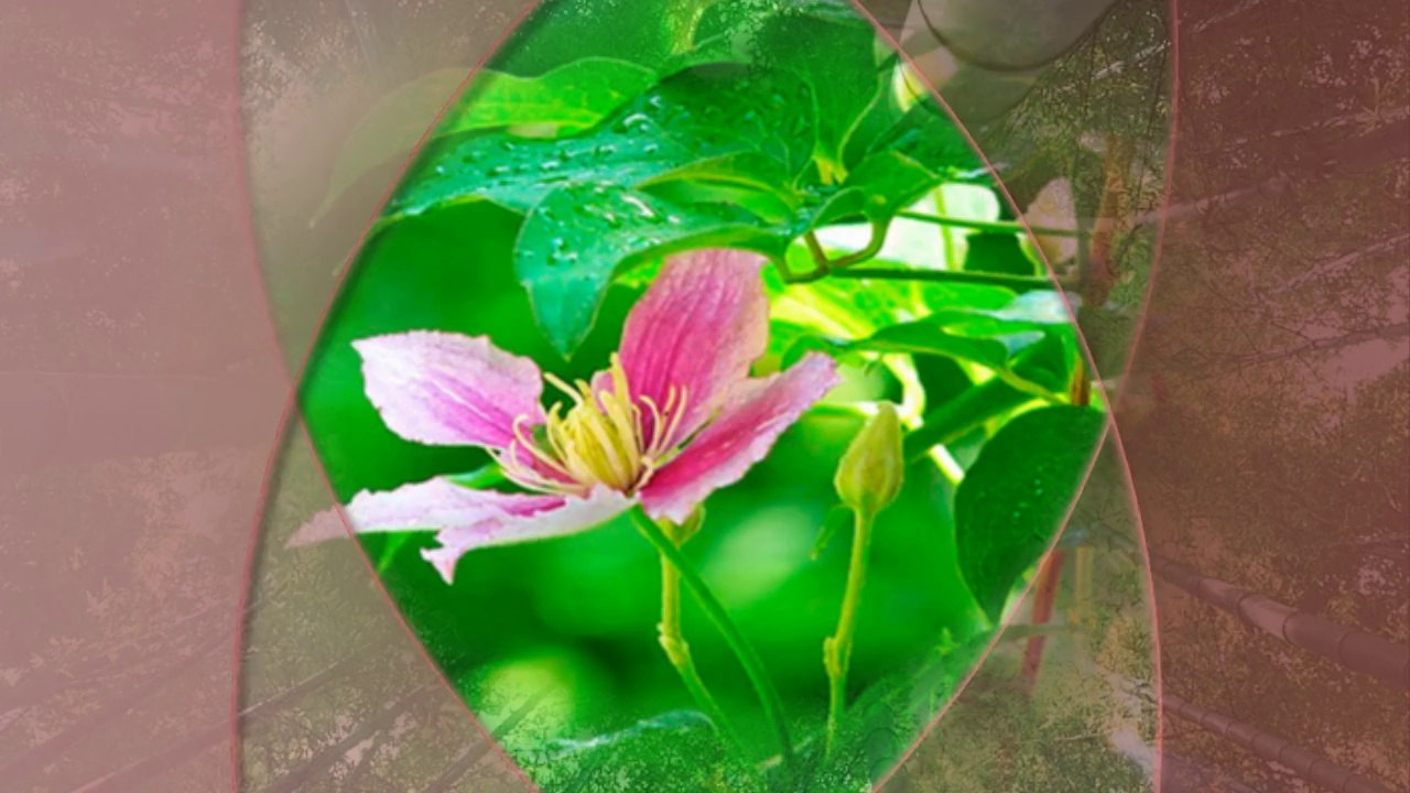 Наталья Орейро._Esso,esso..._