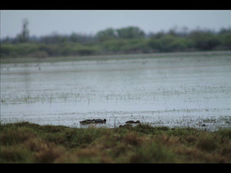 Marais du Lac de grand lieu St Lumine de coutais 30/03/2014