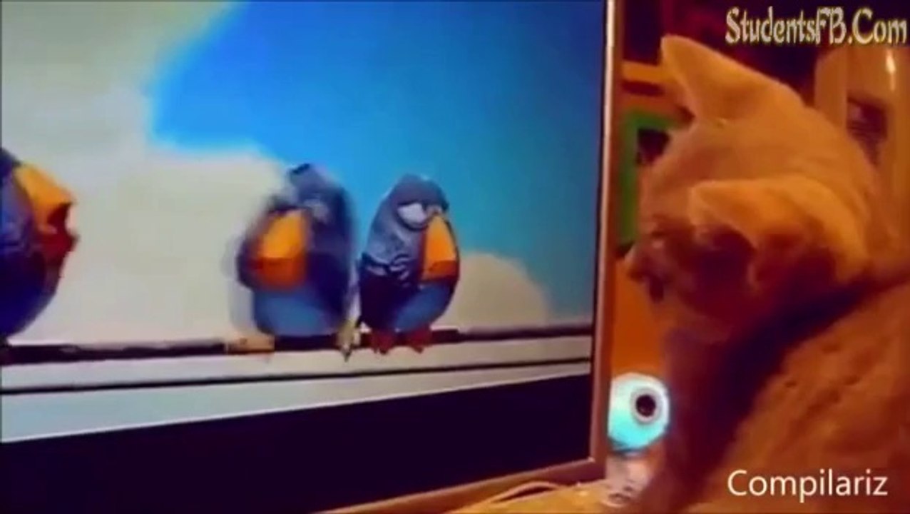 Funny cats compilations