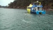 BayOfIslandsNZ