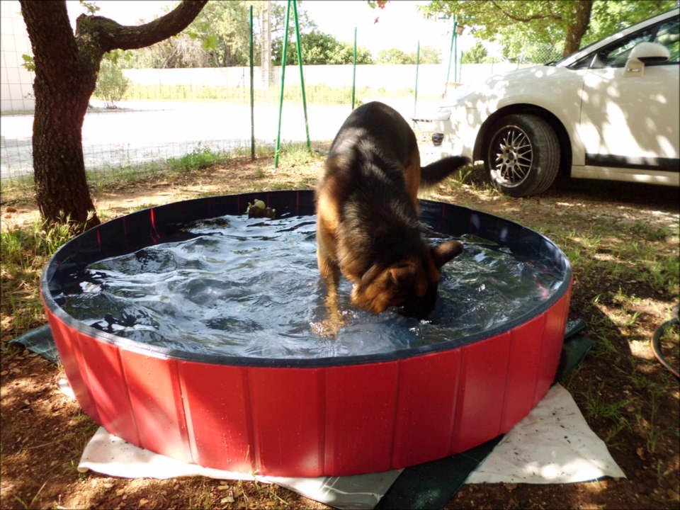 Berger allemand, Goustan et l'eau. "Jesus gave me water"