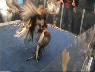 bulico del gatto perpinya 2013