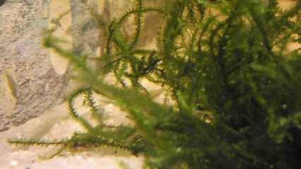 Alevins rami 30 mars 2014