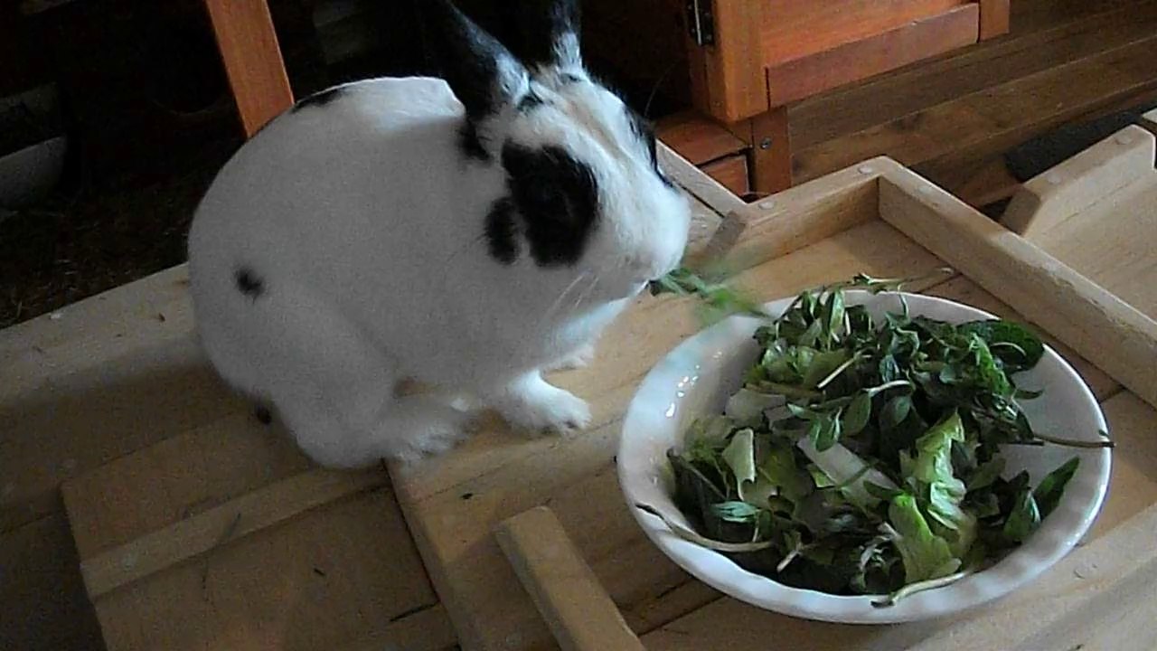 Miam Miam (29-03-14)