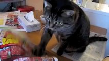Kedilerin Kağıt Takıntısı