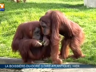 Changement d'heure: les animaux complètement chamboulés - 30/03