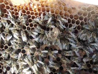 Couvain ouvert et une cellule royale operculée dans une colonie . ما دلالة  وجود خلية  ملكية مختومة  و محضن مفتوح  في نفس الطائفة ؟